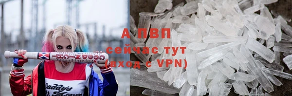 прущие грибы Новый Уренгой